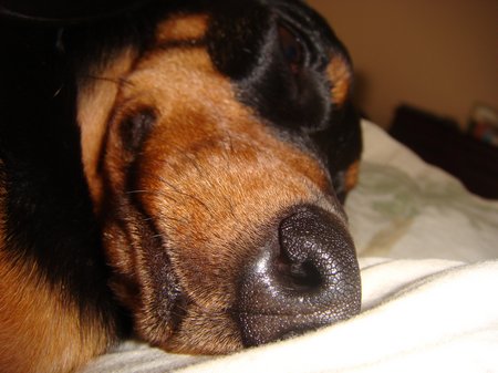 holli's nose up close while she sleeps